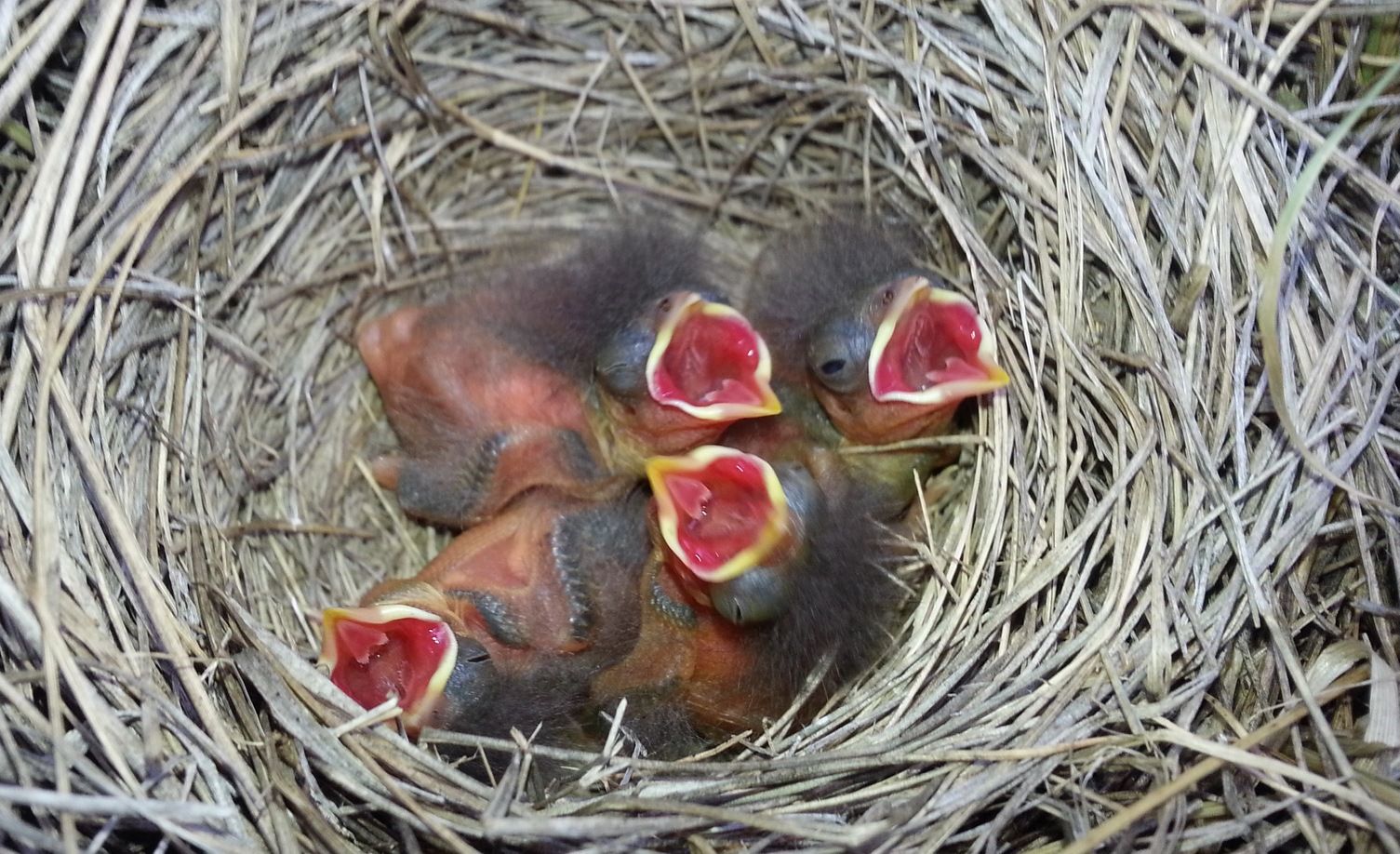File:Savannah Sparrow, Passerculus sandwichensis, nestlings baby birds begging in nest Alberta Canada.jpg by Kati Fleming is licensed under CC BY-SA 3.0.